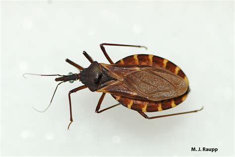 kissing bug in tagalog